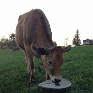 benedikt-dairy