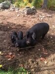 pigs