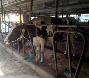 bartlett farm and dairy nh