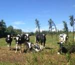 cows