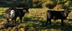 cows