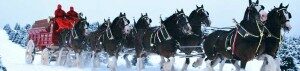 horse_team