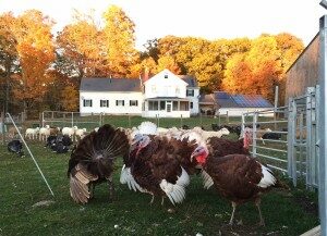 image of farm