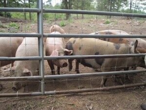 pigs