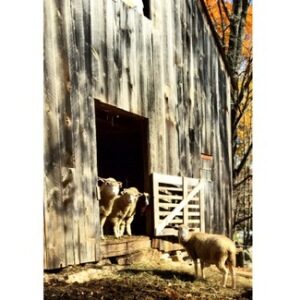 farm animals