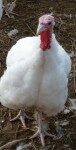 bailey-farm-turkey