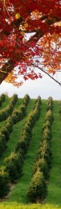 ChristmastreesFall