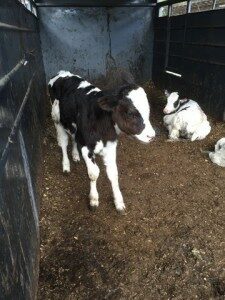 cows