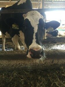 contoocook creamery