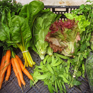 Greenhill Collective Farm, Sutton, NH