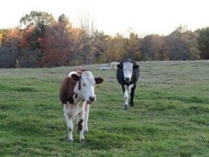 cows in pasture