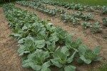 cabbage