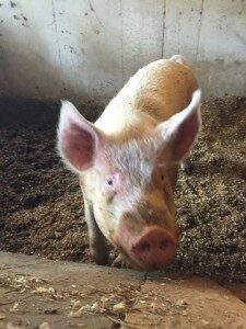 ragged view farm pig