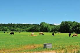field