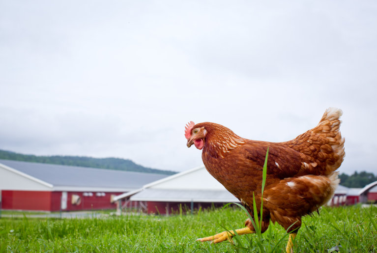 Pete & Gerry’s Organic Eggs farm banner, chicken on farm