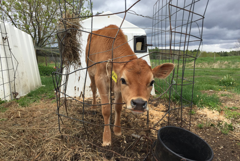 Robie Farm banner, calf cattle outside