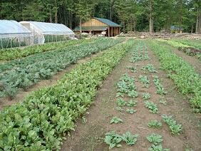 tracies community farm
