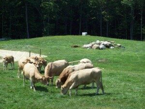 white gates farm
