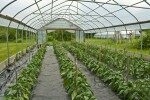 nh-farms-roots-and-fruits