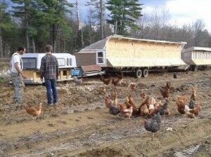 chris-with-chickens