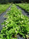 berryfarms_strawberry_plants