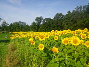 tuckaway farm