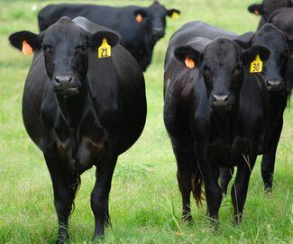 black-cows-in-field