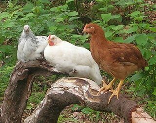 bear-knoll-farm-chickens