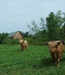 prospect farm highland cattle