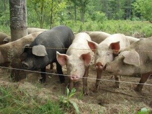 prospect farm pigs