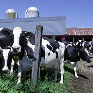 Bartlett Farm Dairy, Concord, NH