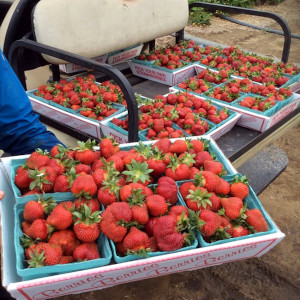 Apple Hill Farm, Concord, NH