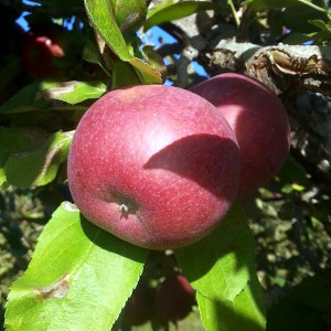 Windy Ridge Orchard, North Haverhill, NH