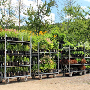 Van Berkum Nursery, Deerfield, NH