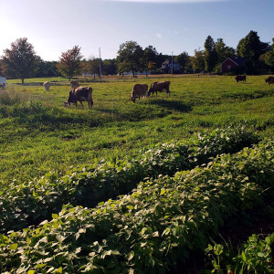 Benedikt Dairy, Goffstown, NH