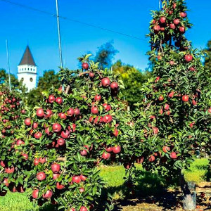 Brookdale Fruit Farm, Hollis, NH