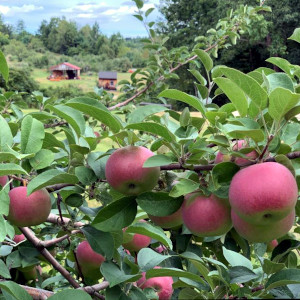 McLeod Orchards, Milford, NH