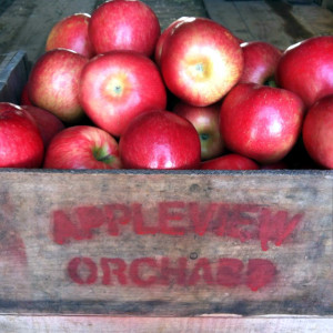 Appleview Orchard, Pittsfield, NH